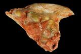 Fossil Bear Dog (Cynodictis) Jaw Section - Occitanie, France #181279-2